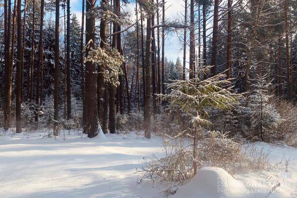 Синоптики рассказали, какая погода ждет жителей Смоленской области 15 февраля Синоптики рассказали, какая погода ждет жителей Смоленской области 15 февраля