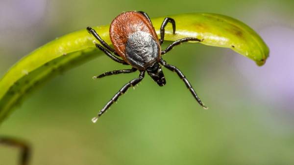 О Всероссийской горячей линии, которая занимается профилактикой клещевого энцефалита и инфекций, передающихся клещами