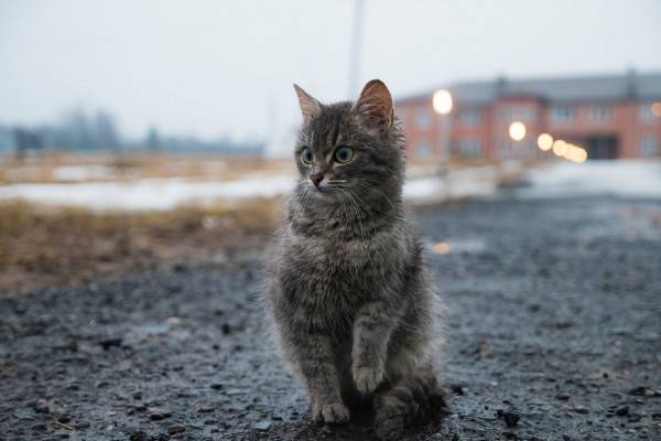 Пасмурная погода с прояснениями в Смоленской области 2 марта