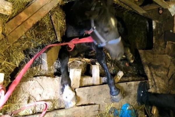 Смоленские спасатели вызволили лошадь из ловушки