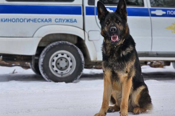 Пропавший подросток найден благодаря служебной собаке в Смоленске