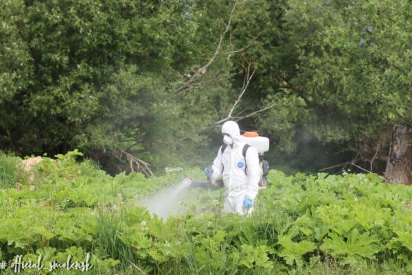 В Смоленске ведут борьбу с борщевиком