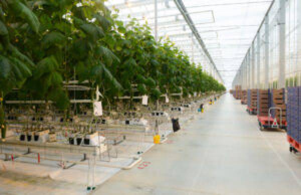 Смоленское предприятие может войти в число ведущих производителей тепличных овощей в стране