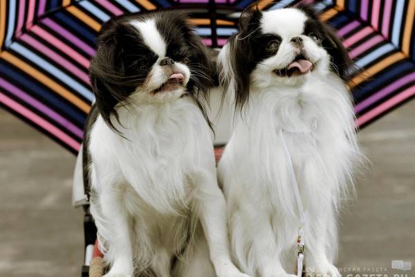 В Смоленске состоится выставка «Возьми друга домой»