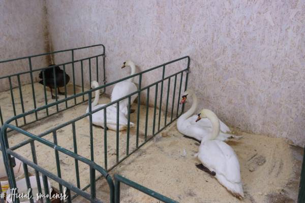 В Смоленске лебеди из пруда в парке «Лопатинский сад» отправились на зимовку