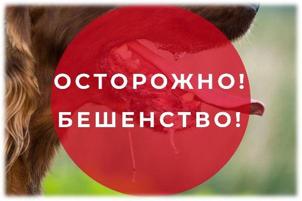 Осторожно: Бешенство!