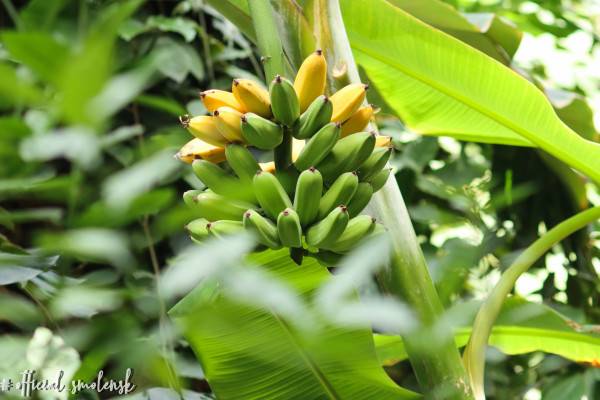 В смоленской гимназии вырастили бананы