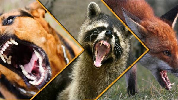 Памятка для населения. Бешенство