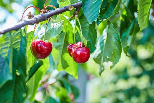 Вечные истины на 102.7 FM: притча о двух вишнях  