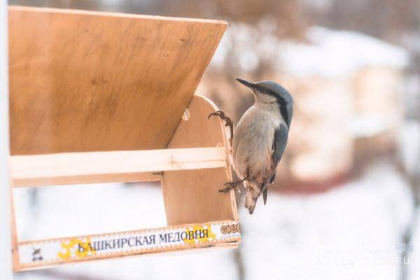 В Смоленске стартовал экологический смотр-конкурс кормушек