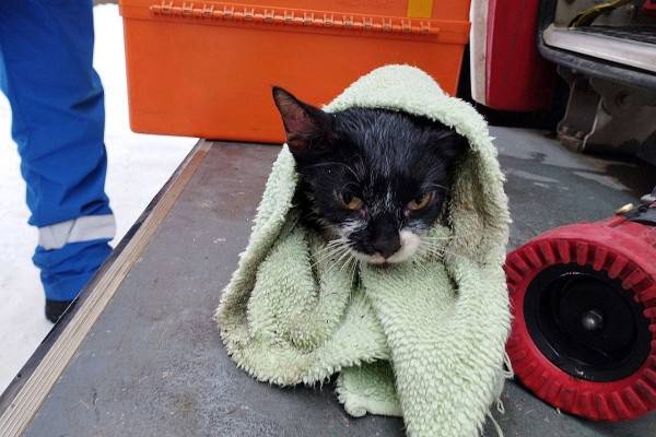 В Смоленске МЧС спасло из пожара двух котов