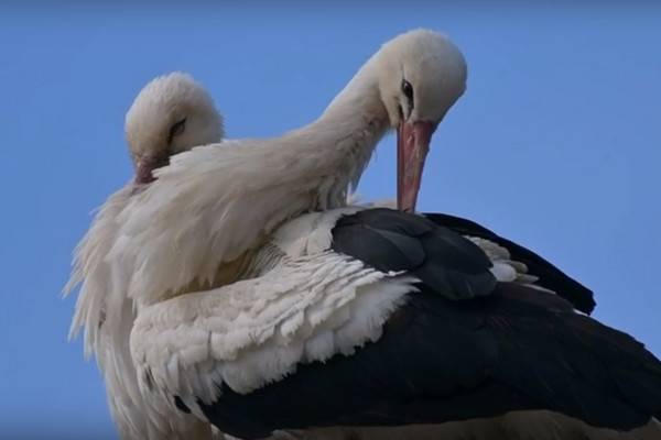 Губернатор Василий Анохин был впечатлен видеороликом Геннадия Дубино и пожелал всем жителям Смоленска хорошего настроения