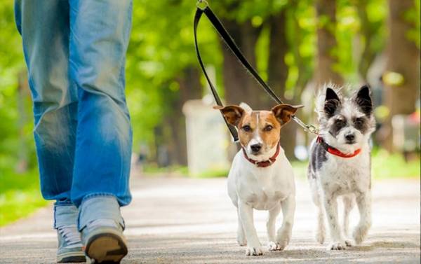 Правила содержания и выгула домашних животных в Рославле