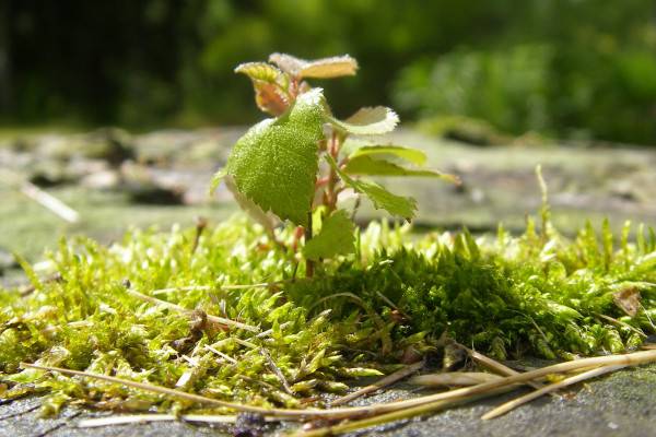 «Квадра» направит на благоустройство территорий в Смоленске более 9 миллионов рублей