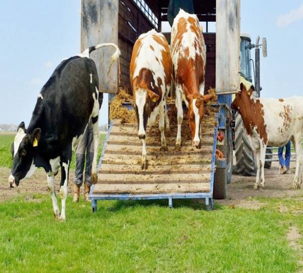 Это важно знать владельцам домашних животных!
